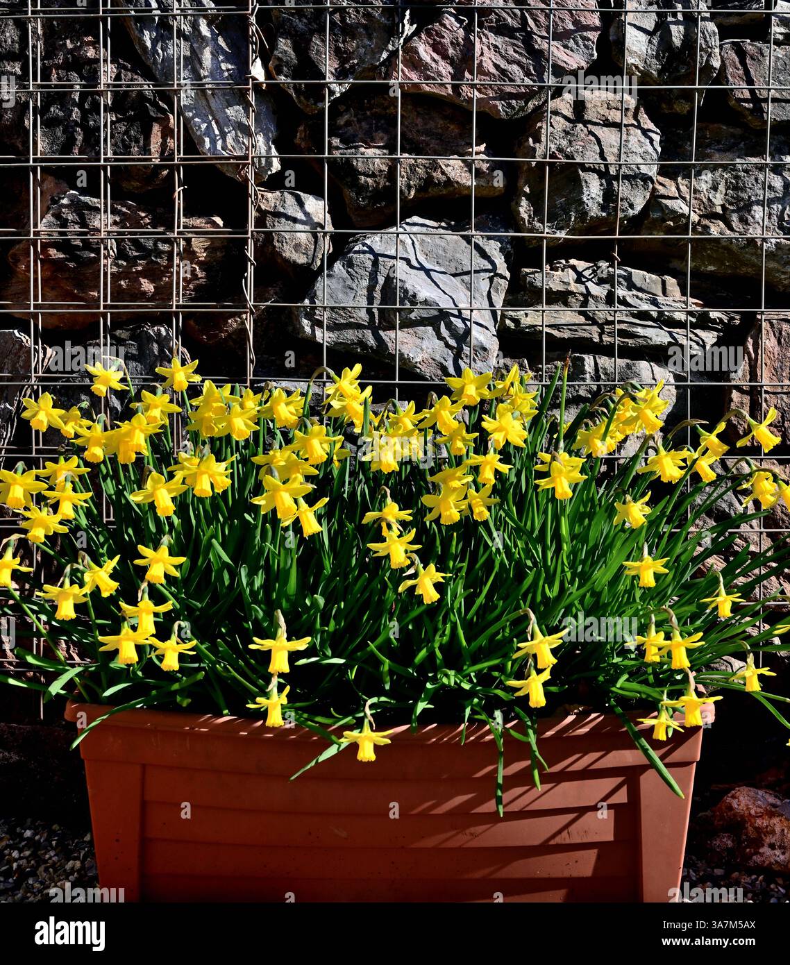 Jonquilles dans une auge en plastique contre un mur de gabion. Banque D'Images