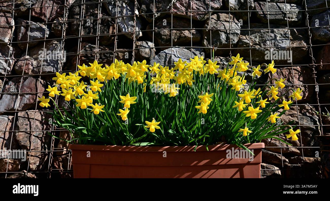 Jonquilles dans une auge en plastique contre un mur de gabion. Banque D'Images