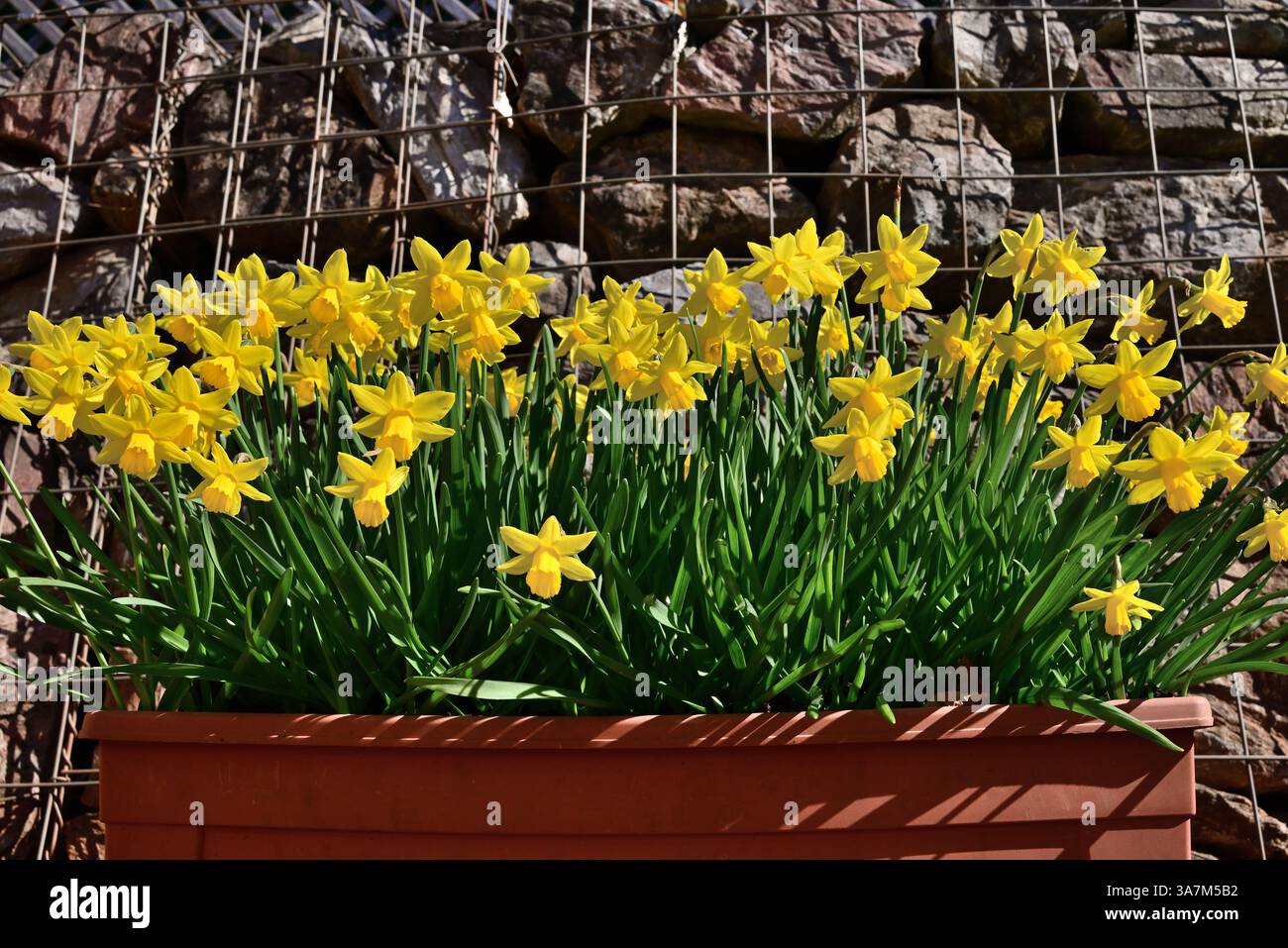 Jonquilles dans une auge en plastique contre un mur de gabion. Banque D'Images