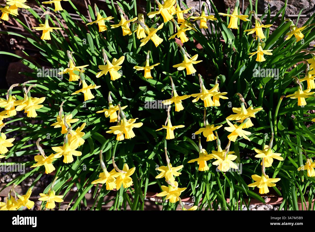 Jonquilles dans un bac en plastique. Banque D'Images
