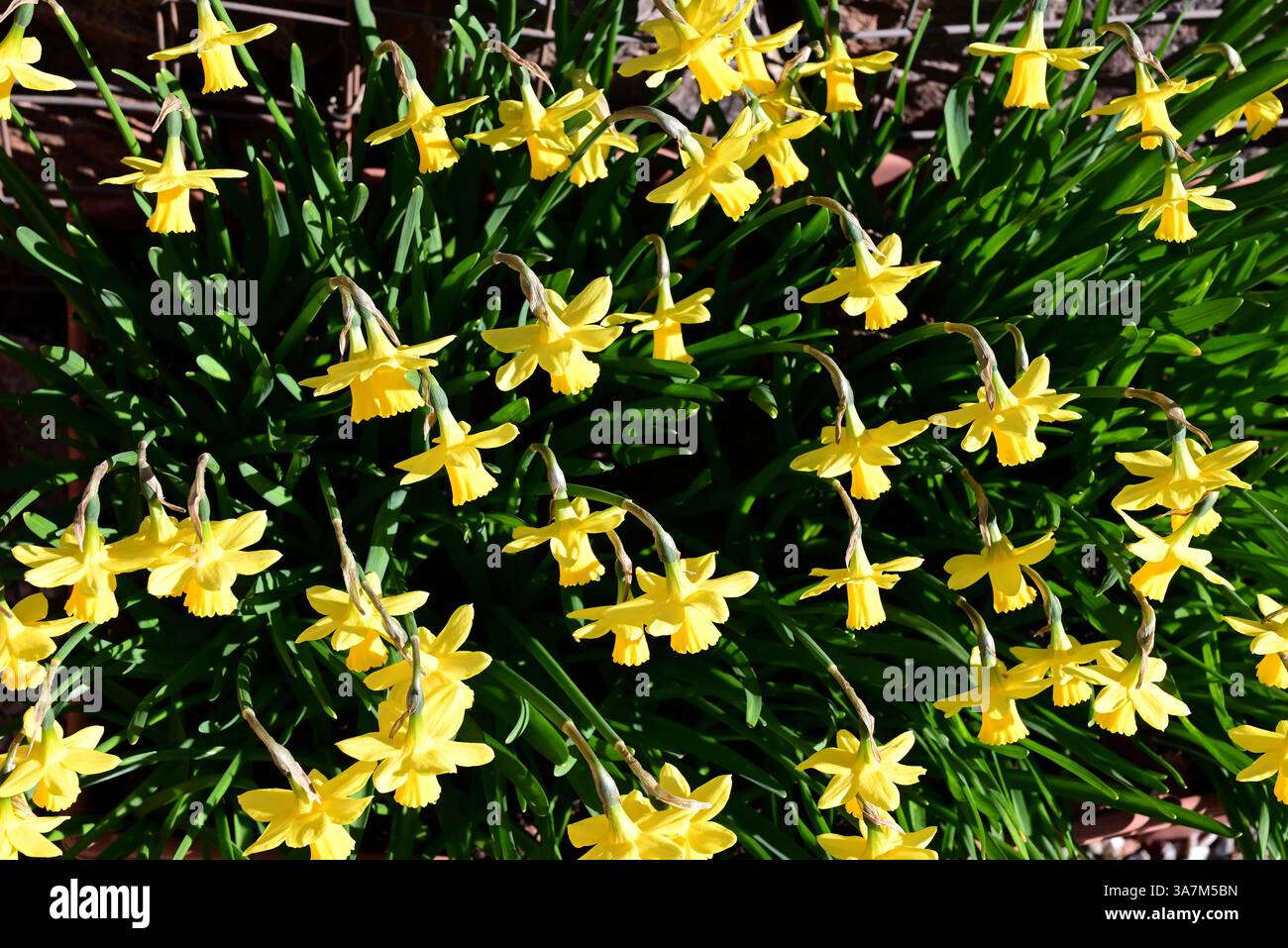 Jonquilles dans un bac en plastique. Banque D'Images