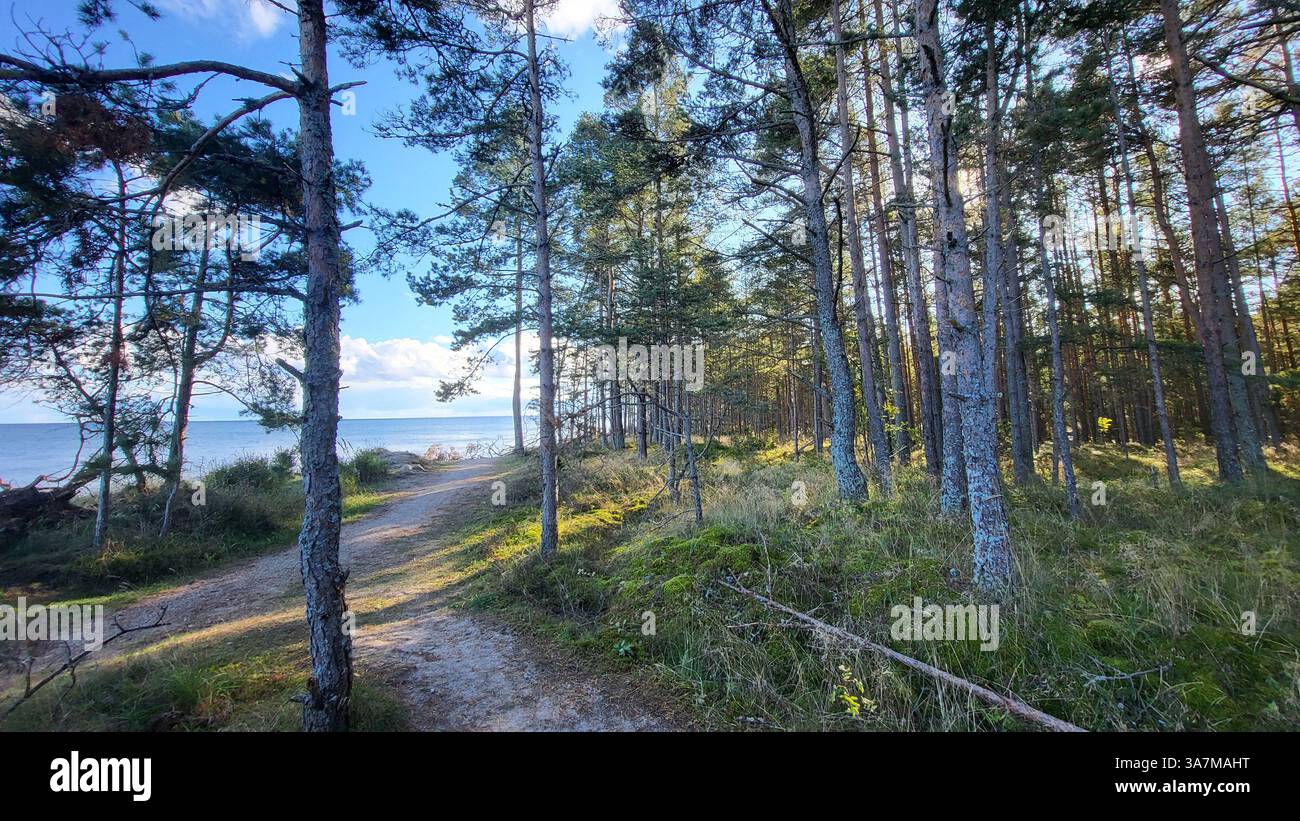 Randonnée dans une forêt à côté de la mer par une journée ensoleillée à Slitere en Lettonie Banque D'Images