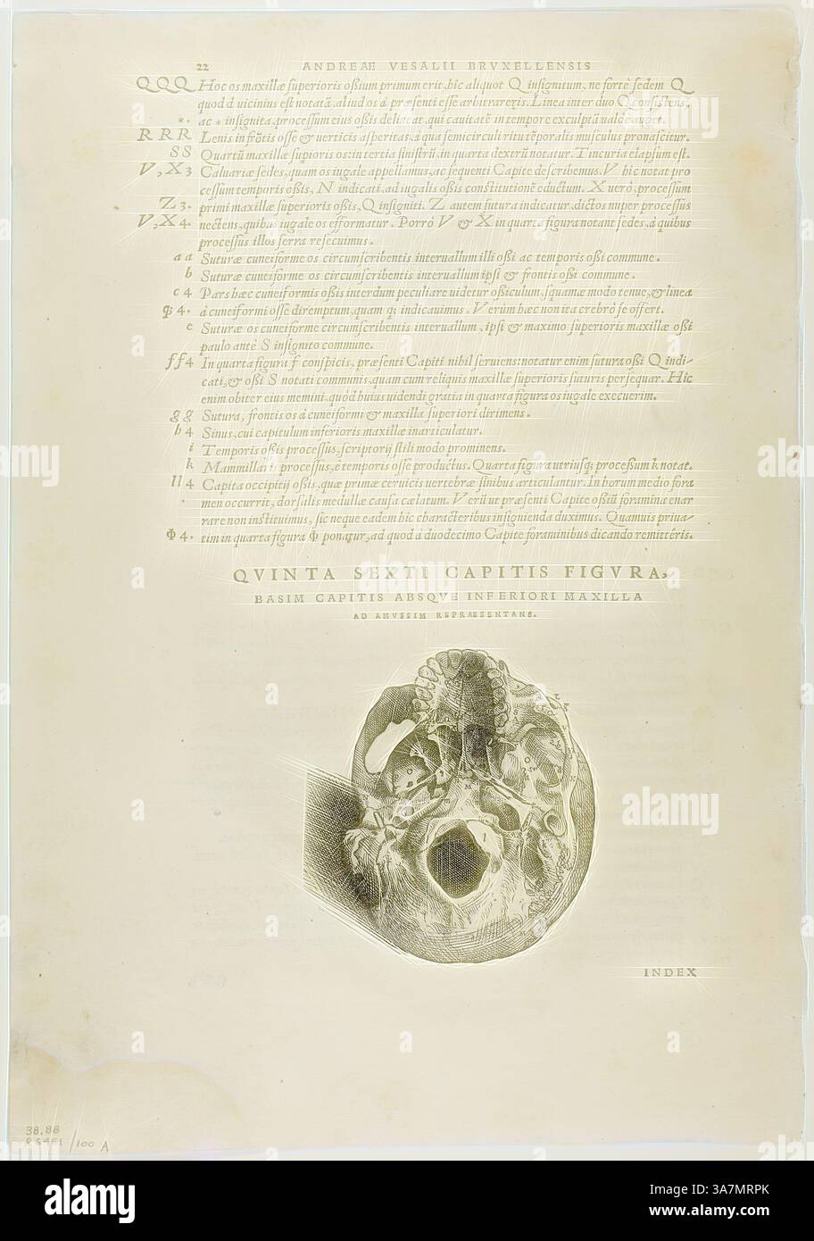 Une illustration complexe représentant des détails anatomiques, accompagnée d'un texte descriptif dans une police de caractères classique. L'œuvre présente une représentation étiquetée d'un crâne humain, mettant l'accent sur diverses structures et leur signification., Art classique avec une touche moderne réinventé par Artotop, feuille de de humani corporis fabrica (crâne), planche 100 de gravures sur bois de Books of the XVI Century, 1543, assemblé en portfolio 1937, attribué à Jan Stephan van Calcar (pays-Bas, 1499-1546/50), assemblé par Max Geisberg (Suisse, 1875-1943), gravure sur bois sur papier Banque D'Images