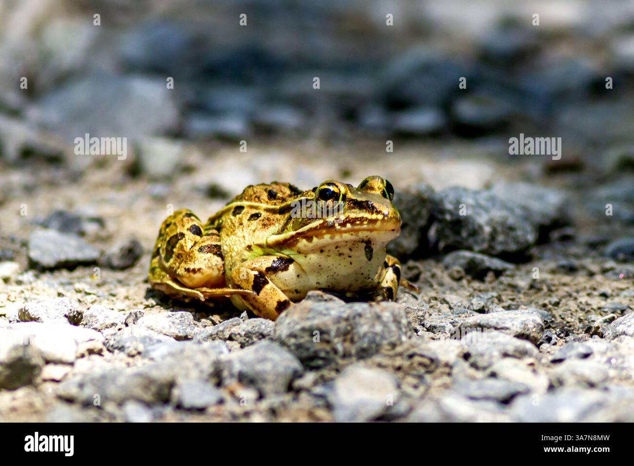 Une grenouille léopard repose parmi les pierres le long d'un sentier naturel dans une réserve naturelle du New Jersey. Cette scène estivale capture la vie vibrante des amphibiens Banque D'Images