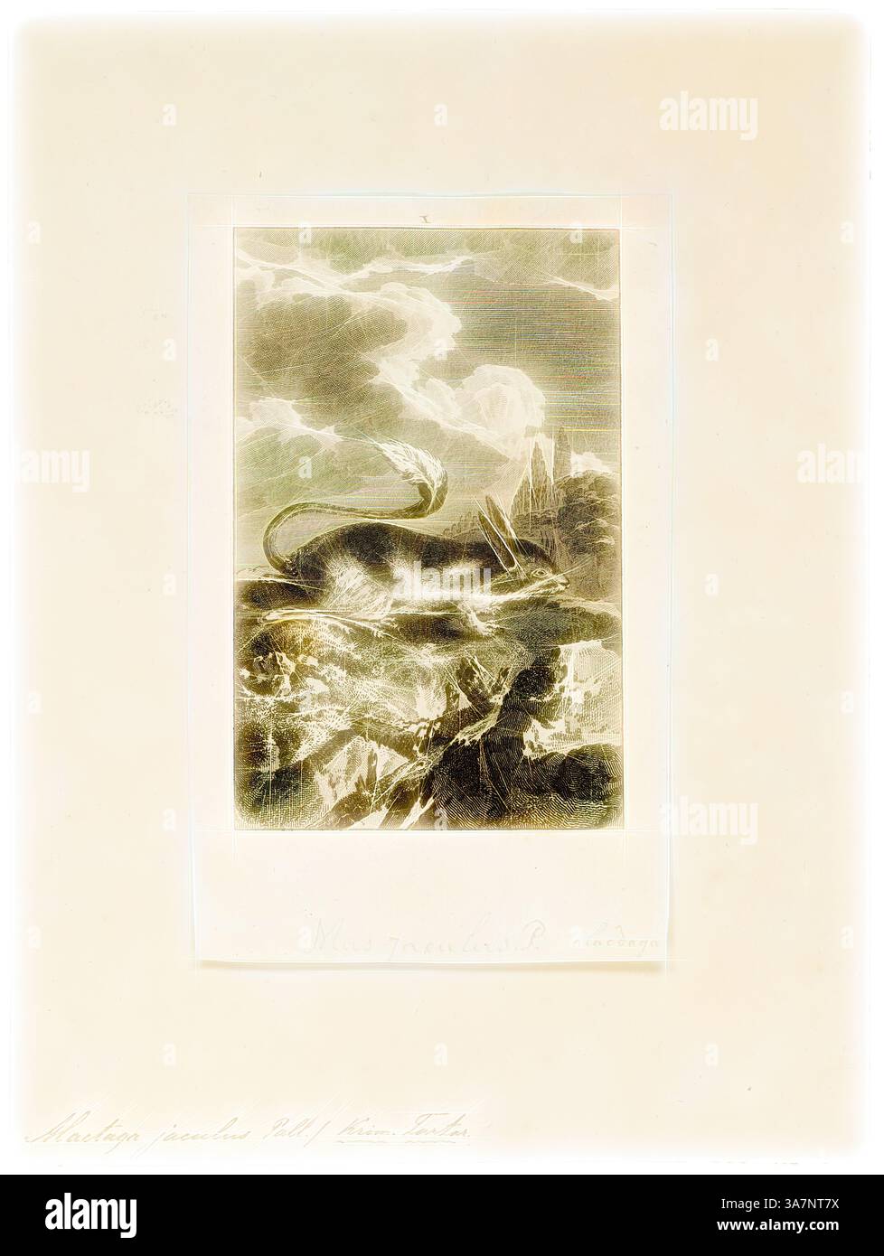 Un paysage serein avec un dragon mythique glissant sur un terrain accidenté, entouré de nuages spectaculaires et de montagnes déchiquetées en arrière-plan. La scène capture un sentiment d'aventure et de fantaisie, évoquant un monde où des créatures légendaires errent au milieu de la grandeur de la nature., Art classique avec une touche moderne réinventée par Artotop, Alactaga jaculus, Print, 1700-1880 Banque D'Images