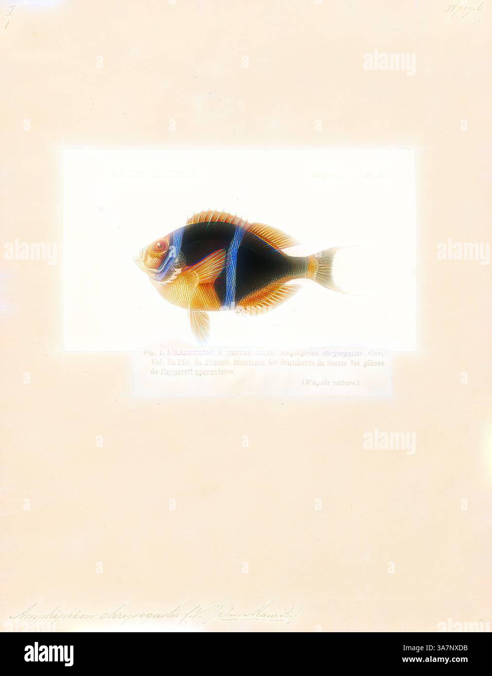 Un poisson orné avec des rayures bleues et oranges distinctes glisse gracieusement, mettant en valeur ses motifs complexes et ses couleurs vibrantes sur un fond doux et neutre., Art classique avec une touche moderne réinventée par Artotop, Amphiprion chrysogaster, Print, Amphiprion chrysogaster, The Mauritius anemonefish, est un poisson marin appartenant à la famille des Pomacentridae, les poissons-clowns et les damoisses. Elle est endémique à Maurice et probablement à la Réunion., 1817-1841 Banque D'Images