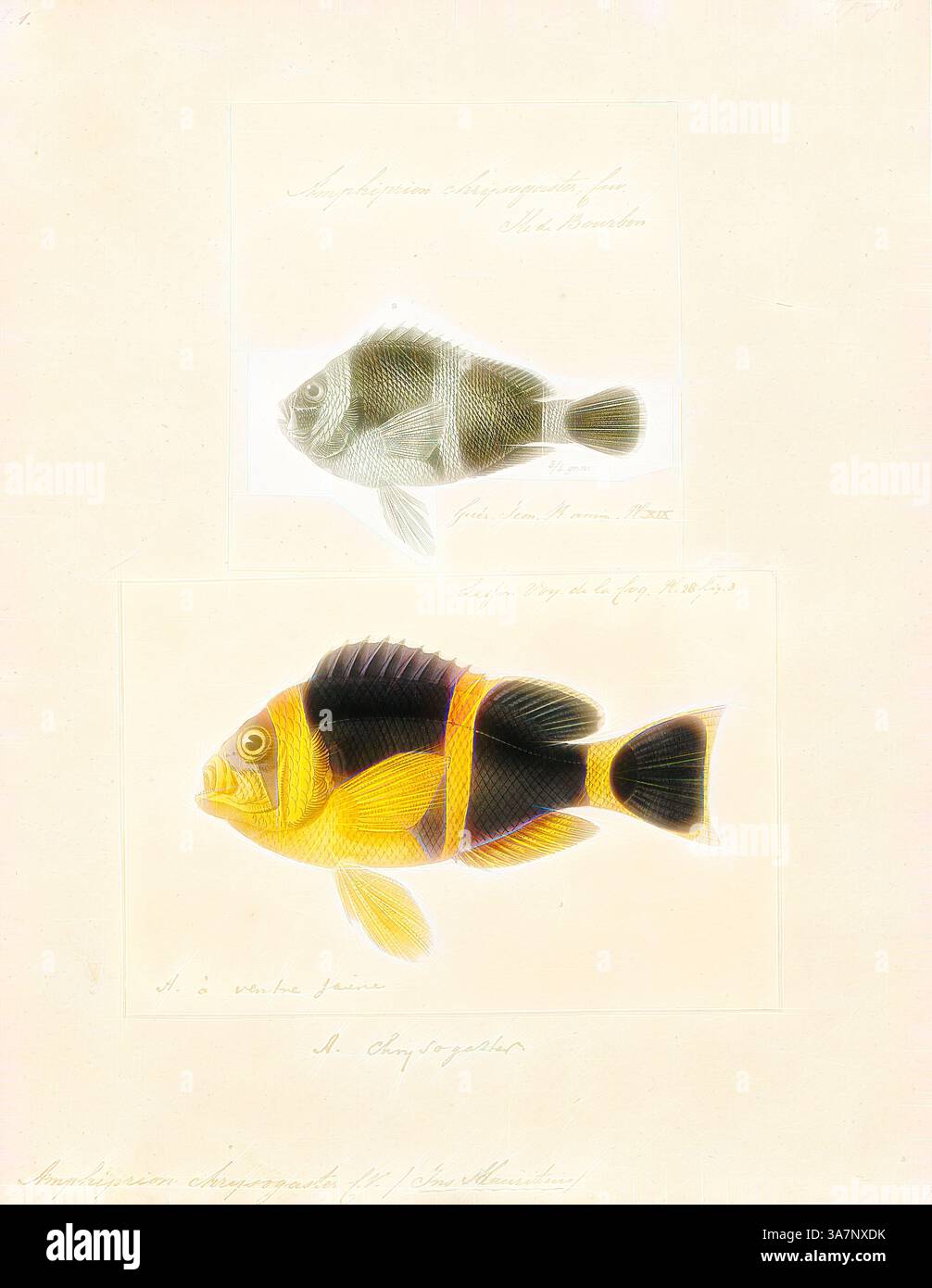 Deux illustrations distinctes de poissons montrent leurs caractéristiques uniques : le poisson du haut est présenté en niveaux de gris, tandis que le bas présente des couleurs vives de jaune, noir et des tons clairs. Chacun est étiqueté avec son nom scientifique, soulignant leurs différences et leur beauté., art classique avec une touche moderne réinventé par Artotop, Amphiprion chrysogaster, Print, Amphiprion chrysogaster, l'anémonefish mauricien, est un poisson marin appartenant à la famille des Pomacentridae, les poissons-clowns et les damoisses. Elle est endémique à Maurice et probablement à la Réunion., 1700-1880 Banque D'Images