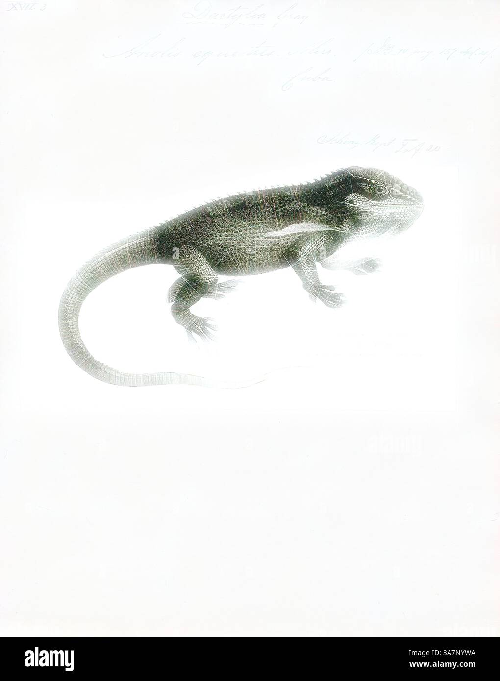 Une illustration détaillée d'un lézard, mettant en valeur sa peau texturée et ses traits distinctifs, sur un fond vierge qui rehausse sa position et sa coloration proéminentes., Art classique avec une touche moderne réinventée par Artotop, Anolis equestris, Print, l'anole chevalier (Anolis equestris) est la plus grande espèce d'anole de la famille des Dactyloidae. D'autres noms communs incluent l'anole de chevalier cubain ou anole géant cubain, soulignant son pays natal, mais il a également été introduit en Floride. En Floride, ils sont parfois appelés « iguanes » ou « iguanitos » Banque D'Images
