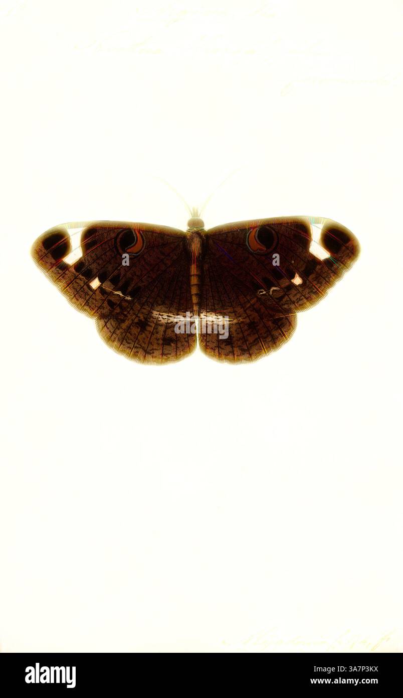 Un papillon magnifiquement détaillé, mettant en valeur ses motifs d'ailes complexes et ses textures riches, est affiché symétriquement sur un fond clair, soulignant l'élégance de sa forme naturelle., Art classique avec une touche moderne réinventé par Artotop, Argiva, Print, Erebus est un genre de mites de la famille des Erebidae. Banque D'Images