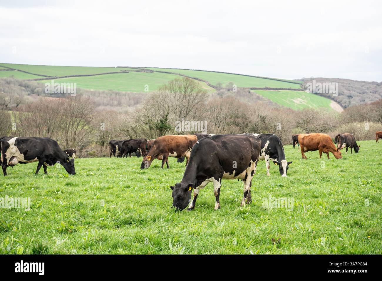 troupeau de vaches qui paissent dans un champ Banque D'Images