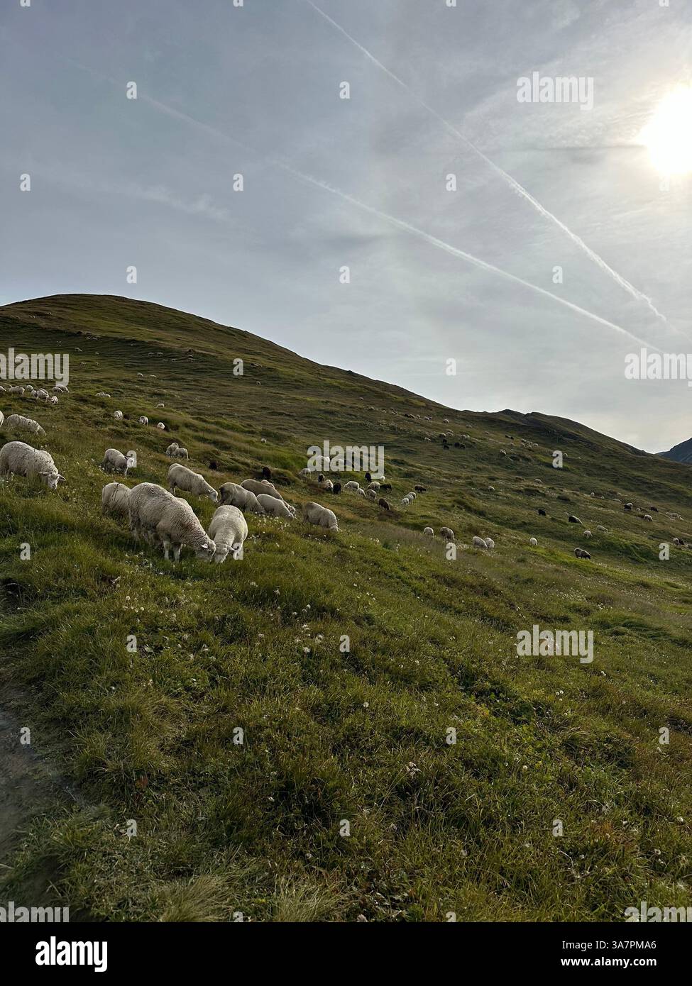 moutons qui paissent sur une colline - Image de stock capturée avec un smartphone