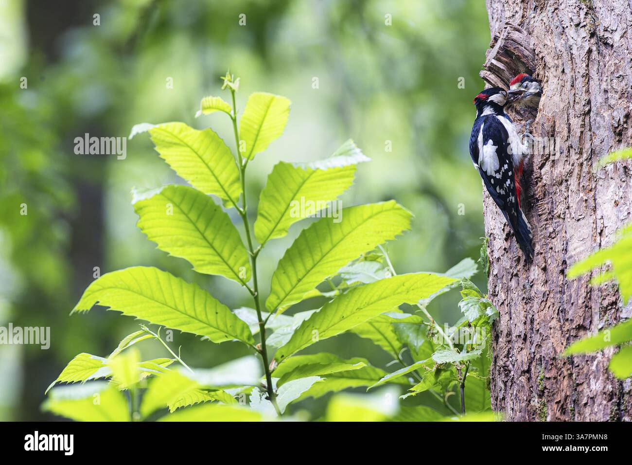 Grand pic tacheté (Dendrocopos major), mâle se nourrissant presque de jeunes oiseaux dans le trou d'entrée de la cavité de reproduction, Bad Homburg, Hesse, Banque D'Images