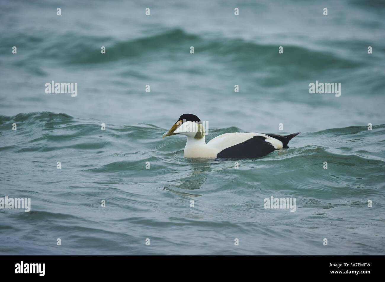 Eider à duvet (Somateria mollissima) mâle nageant dans la mer, Duene, Helgoland, Schleswig-Holstein, Allemagne, Europe Banque D'Images