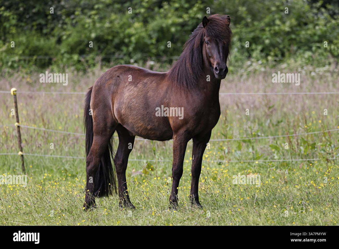 Cheval islandais (Equus islandicus), hélier, Schleswig-Holstein, Allemagne, Europe Banque D'Images