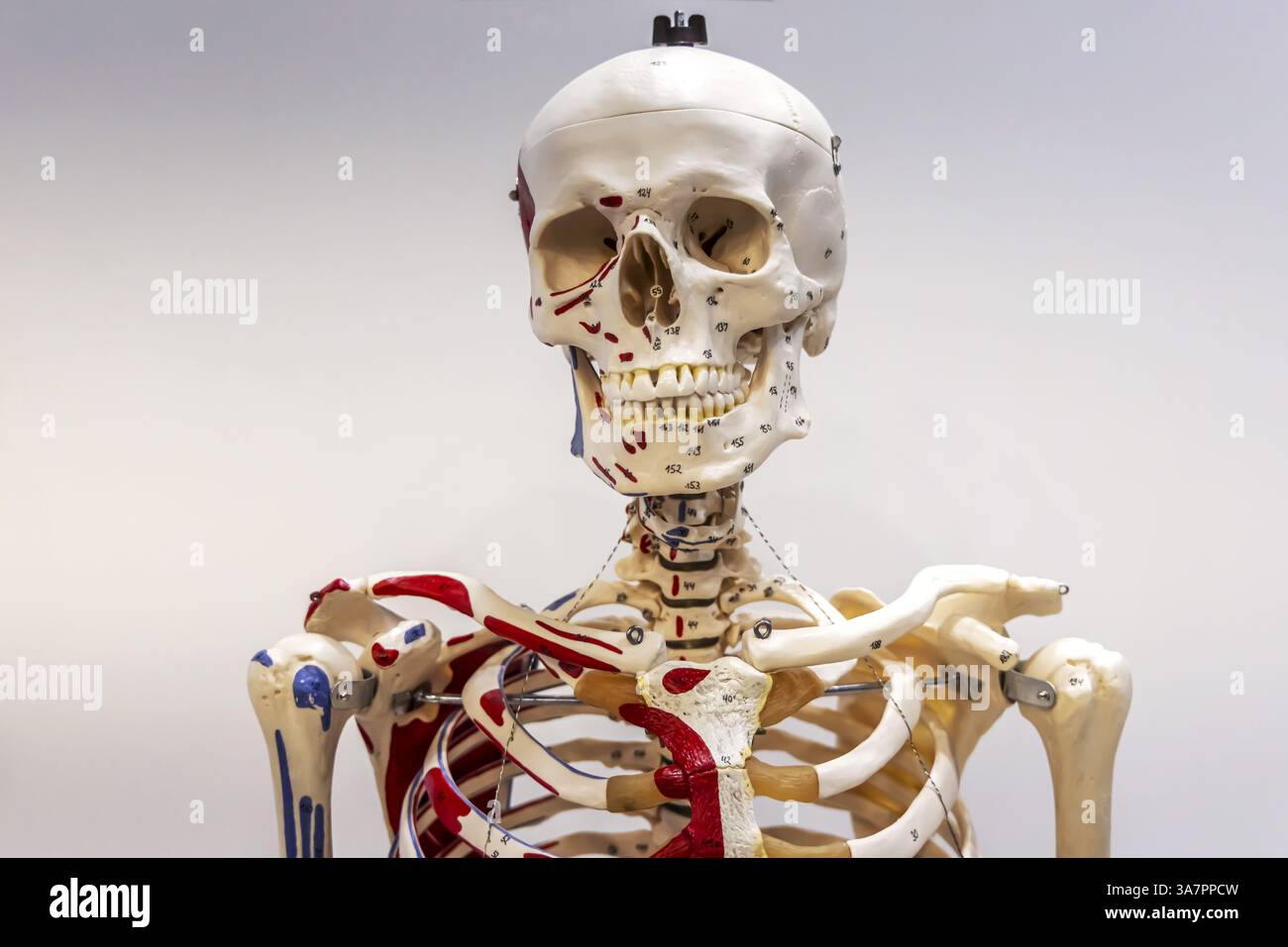 Le corps humain comme modèle pour la matière scolaire de biologie. Squelette, crâne et os. Aide pédagogique scientifique de Hedinger pour les leçons de sciences. EUR Banque D'Images