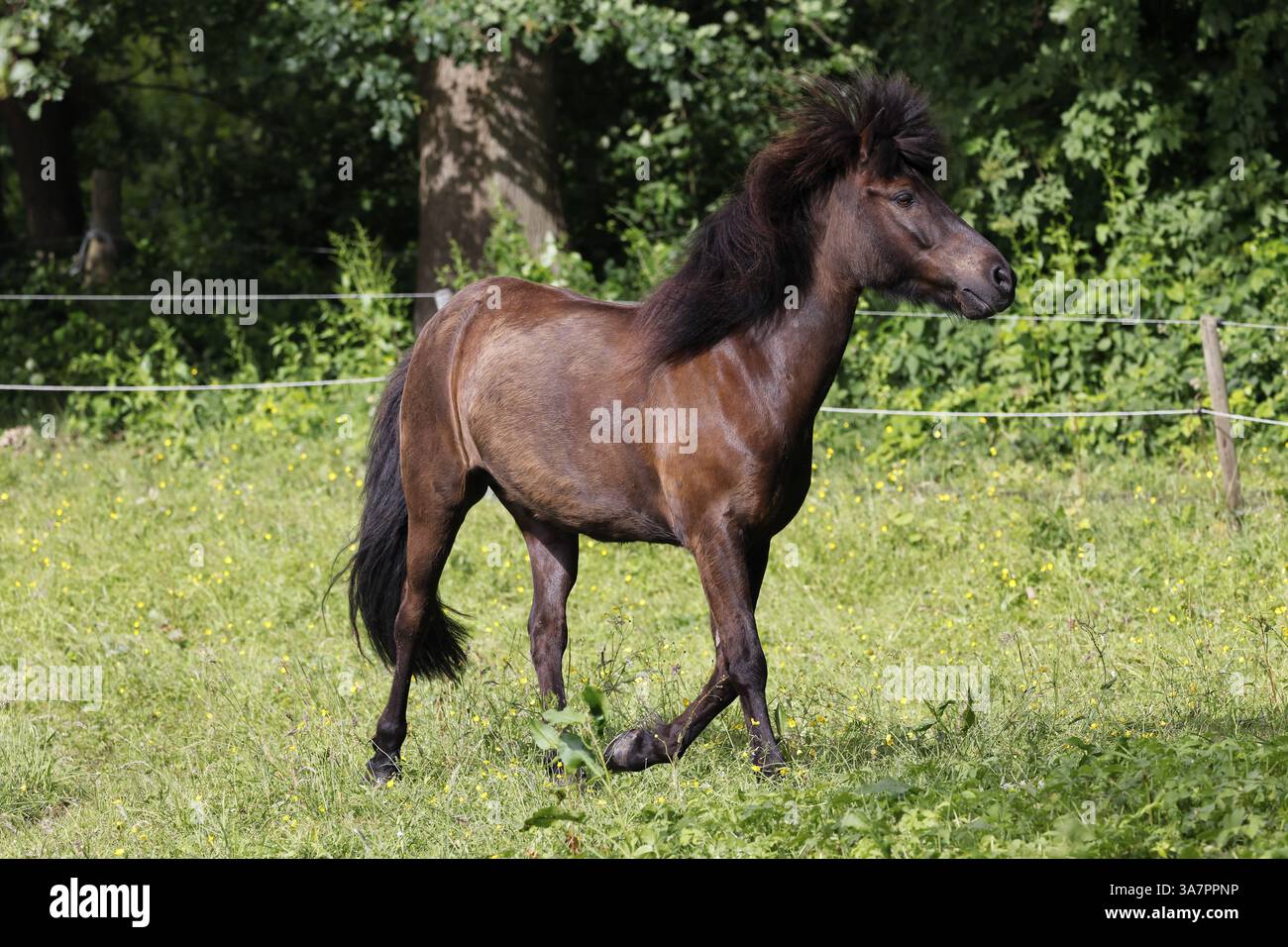 Cheval islandais (Equus islandicus), hélier, Schleswig-Holstein, Allemagne, Europe Banque D'Images