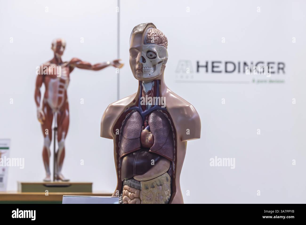 Modèle de corps humain avec muscles et organes pour leçons de biologie. Aide pédagogique scientifique de Hedinger pour les leçons de sciences. La plus grande école d'Europe Banque D'Images