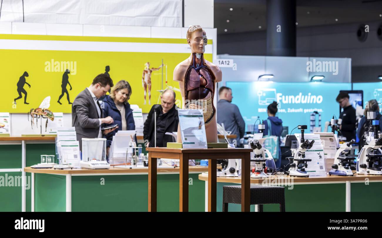 Modèle de corps humain avec muscles et organes pour leçons de biologie. Aide pédagogique scientifique de Hedinger pour les leçons de sciences. La plus grande école d'Europe Banque D'Images