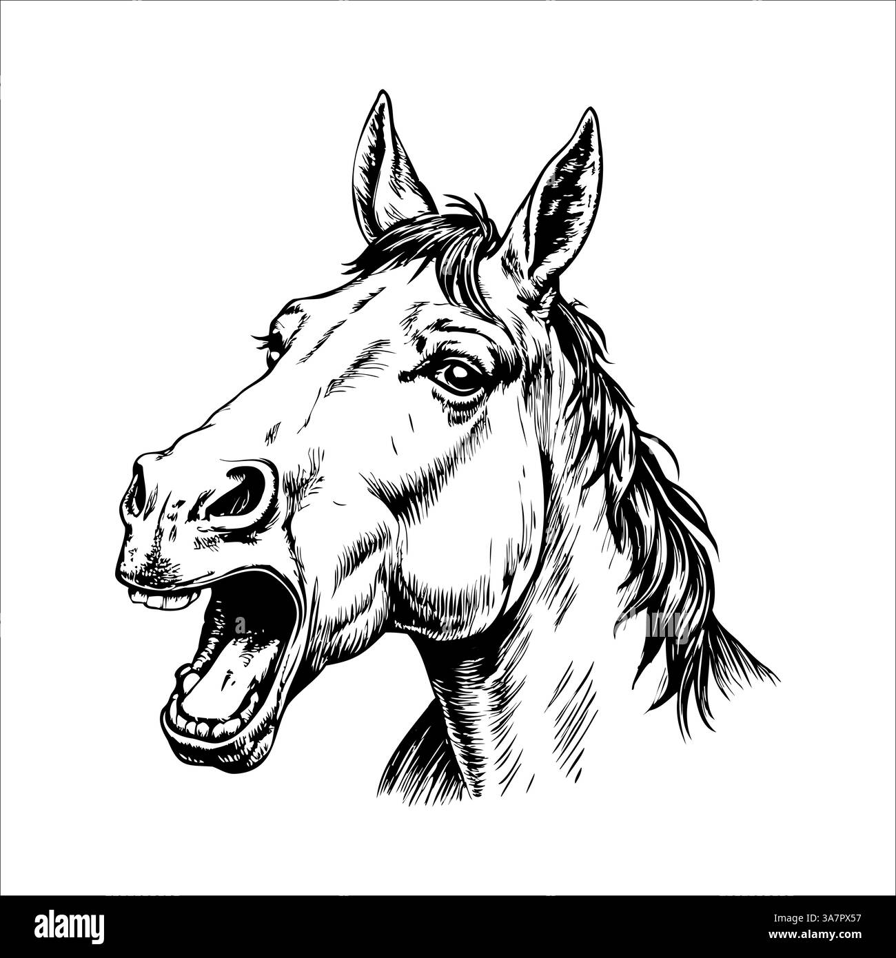 Croquis à l'encre en gros plan d'une tête de cheval avec des oreilles droites et des yeux expressifs Illustration de Vecteur