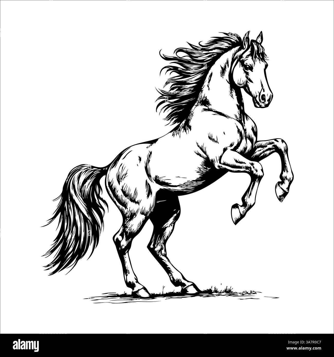 Illustration dynamique en noir et blanc de cheval d'élevage avec crinière détaillée Illustration de Vecteur