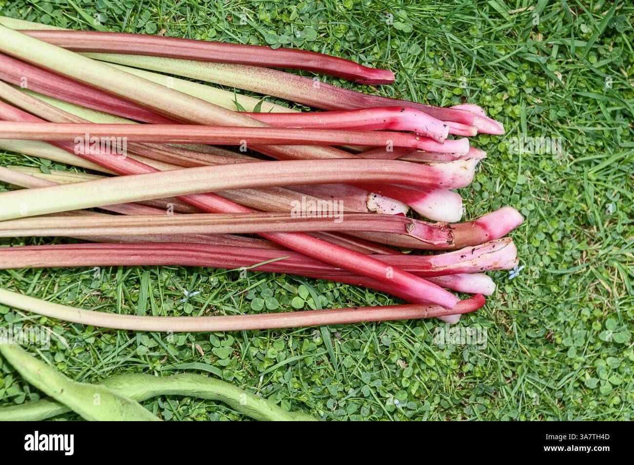 Rhubarbe biologique cultivée à la maison récemment récoltée Banque D'Images