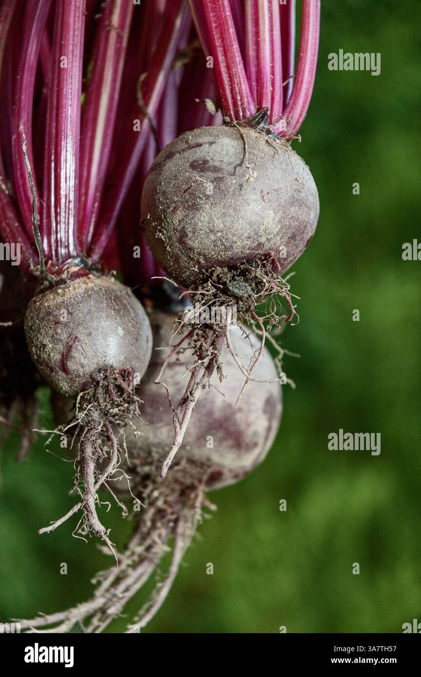 Betteraves biologiques cultivées à la maison récemment récoltées Banque D'Images