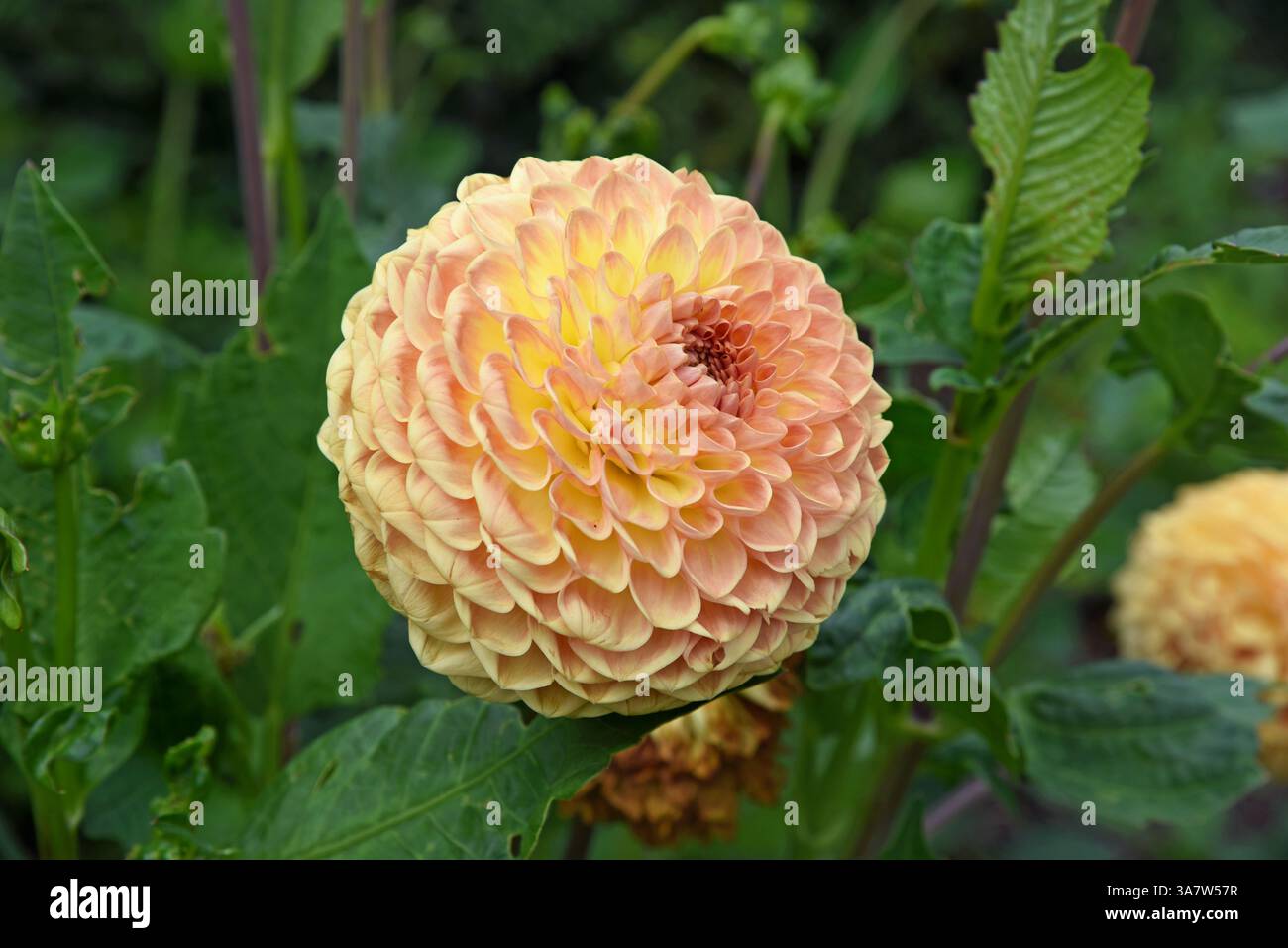 Jolies fleurs Dahlia Gleam Ball Blossom dans le gatden Banque D'Images