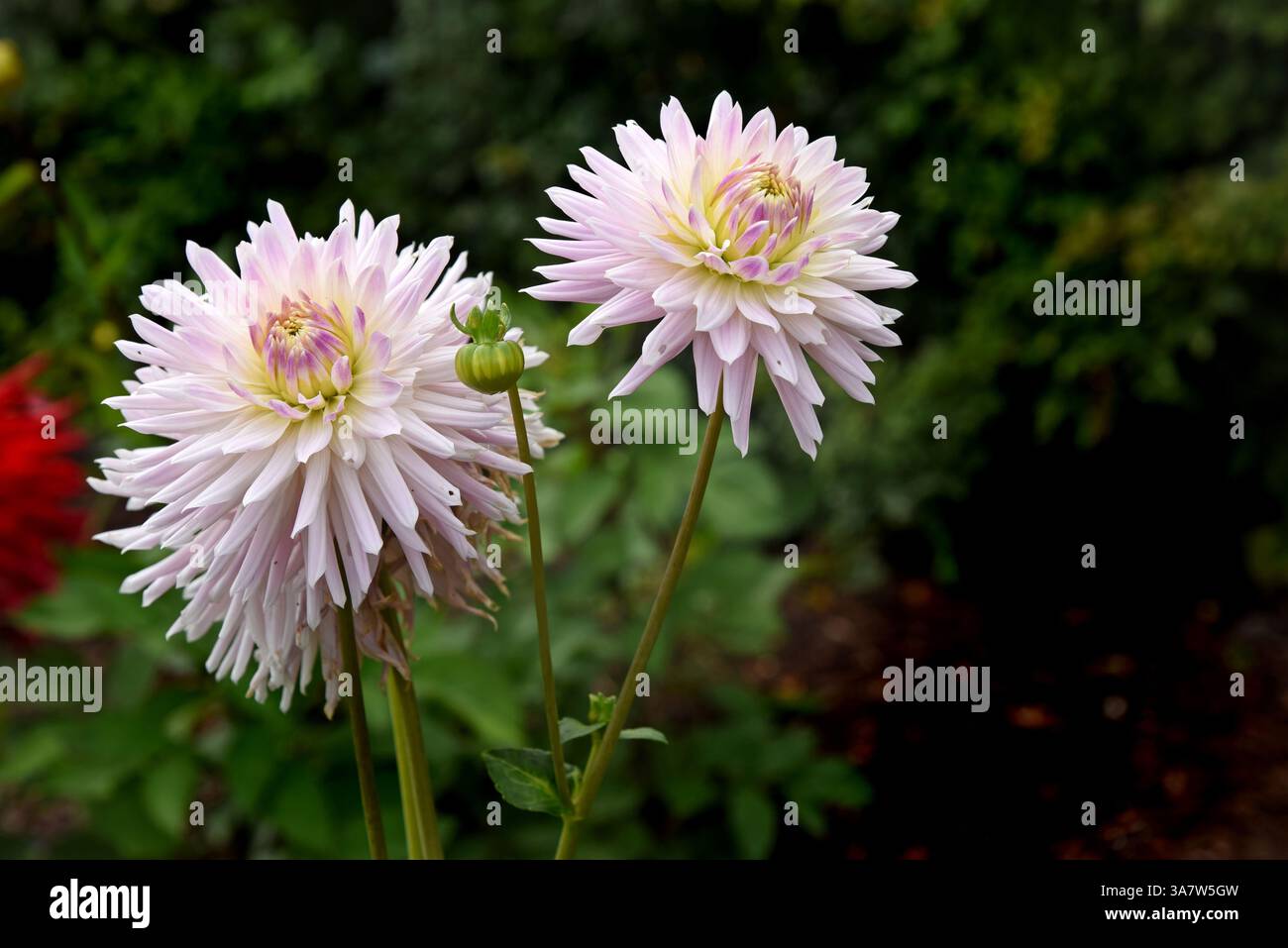 De jolies fleurs de Dahlia fleurissent dans le gatden Banque D'Images