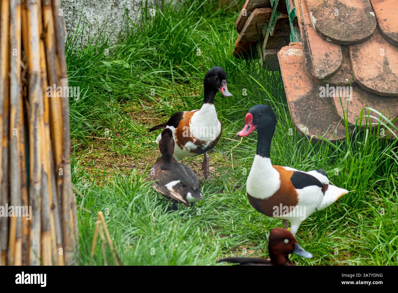 Une paire de Shelducks et un canard brun interagissant près d'une structure en bois altérée dans une enceinte derrière la clôture. Banque D'Images Une paire de Shelducks et un canard brun interagissant près d'une structure en bois altérée dans une enceinte derrière la clôture. Banque D'Images