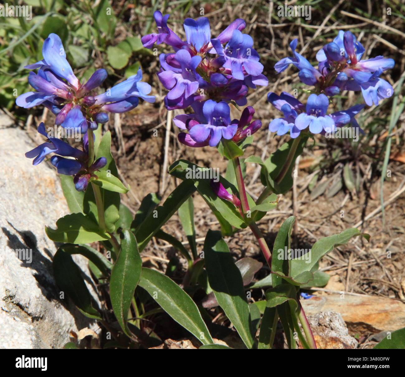 Fleurs sauvages bleues dans les montagnes de Wallowa, Oregon Banque D'Images