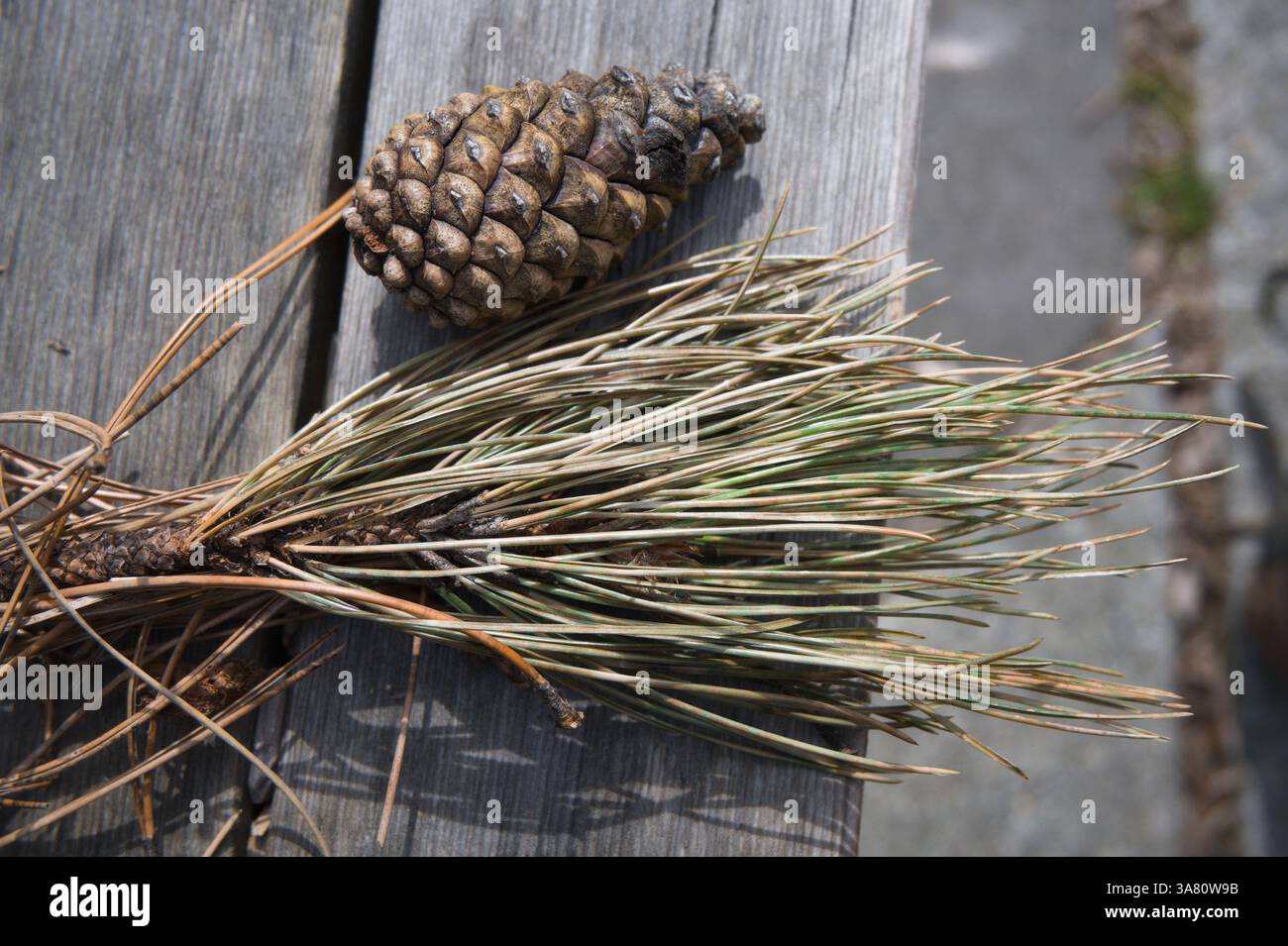 Cône de pin noir ou autrichien (pinus nigra) et aiguilles couchées sur le banc dans un parc de Seattle Banque D'Images