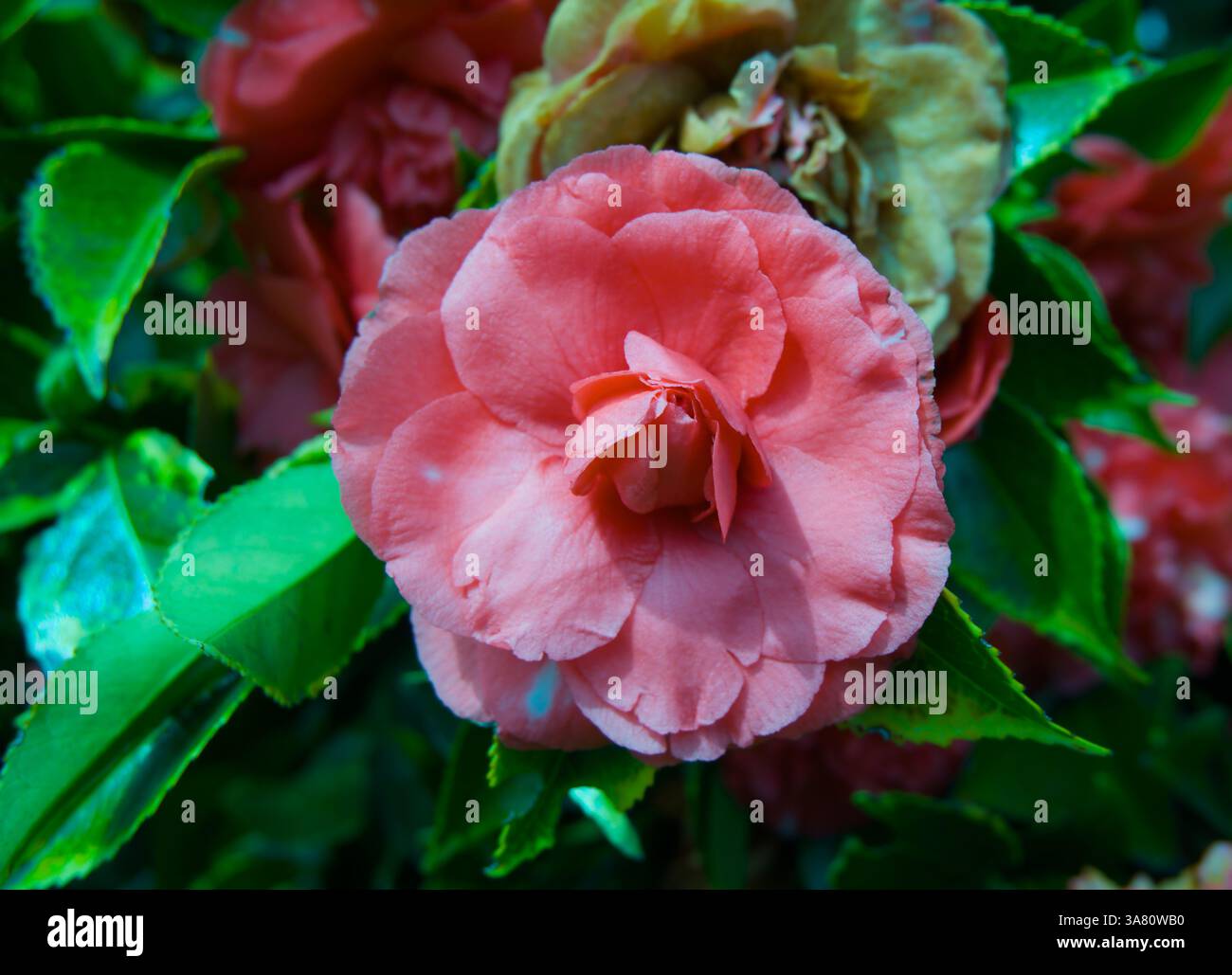 Fleurs de camélia japonais (Camellia japonica) dans un jardin de Seattle en mars Banque D'Images