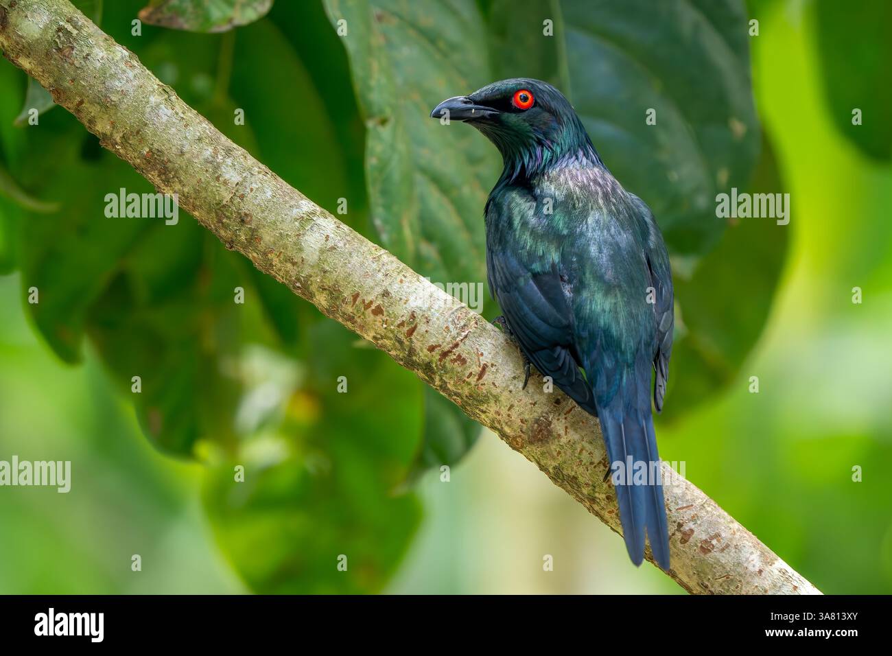 Étoile brillante asiatique - Aplonis panayensis, bel oiseau perché coloré des forêts et forêts asiatiques, Malaisie. Banque D'Images