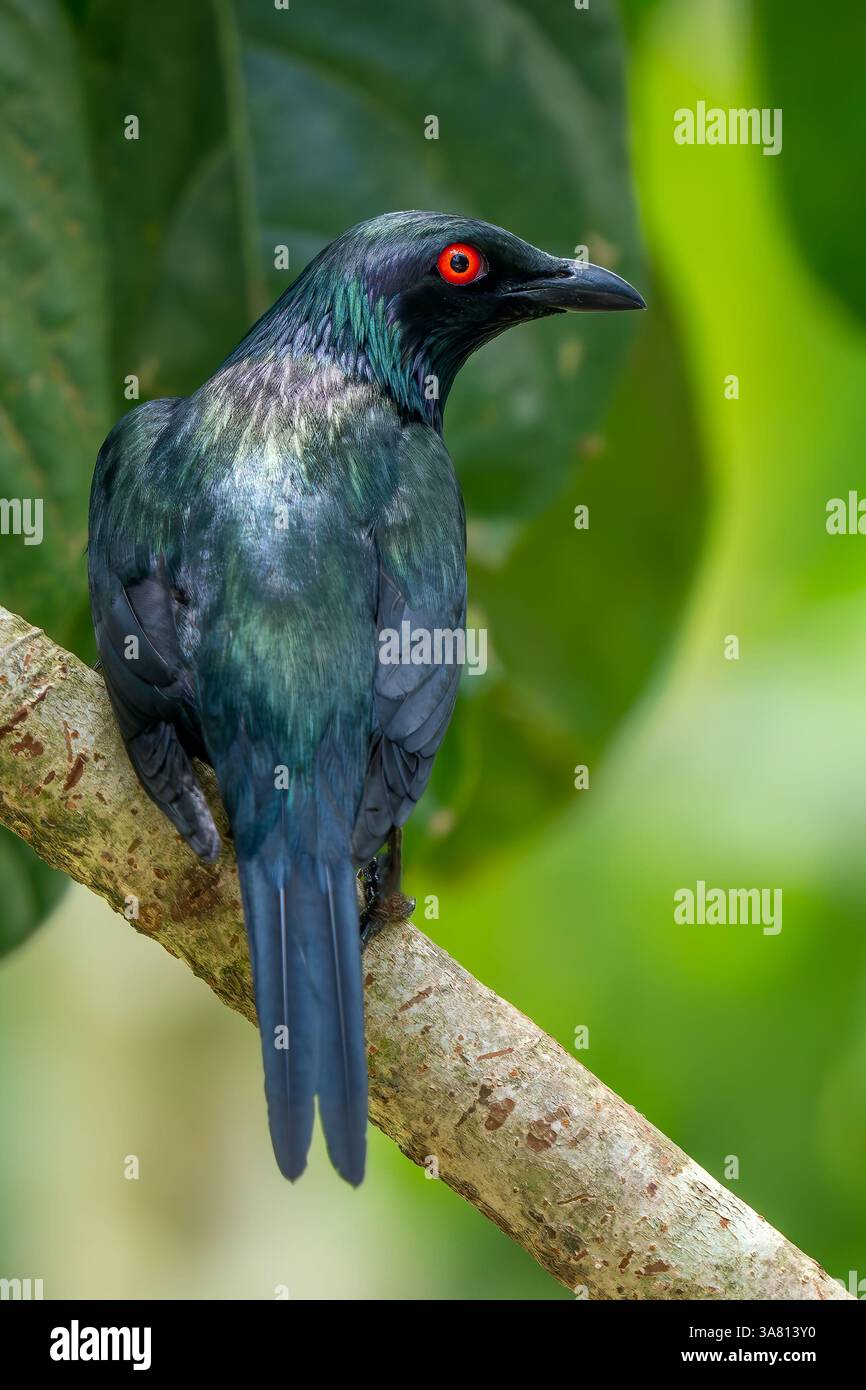 Étoile brillante asiatique - Aplonis panayensis, bel oiseau perché coloré des forêts et forêts asiatiques, Malaisie. Banque D'Images