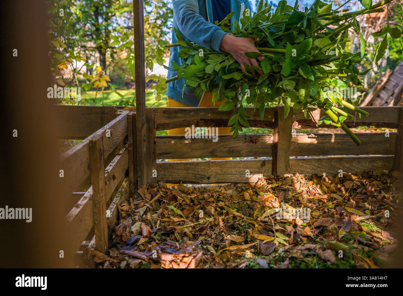 Compostage et jardinage biologique durable. Jardinière femelle mettant les déchets de plantes de jardin vertes dans un bac de compost de jardin diy Build. Recyclage du biowast Banque D'Images