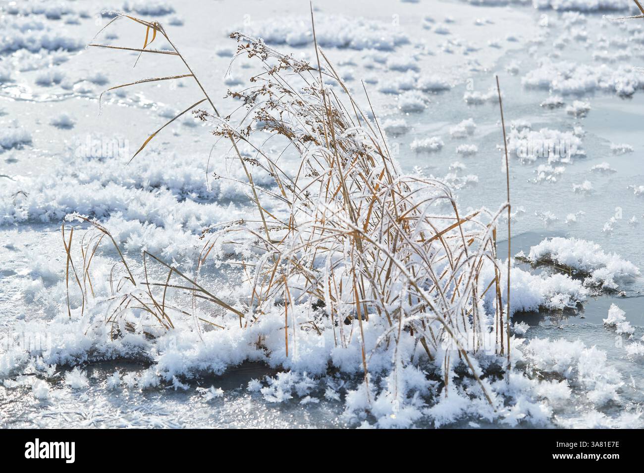 Roche gelée avec cristaux de glace Banque D'Images
