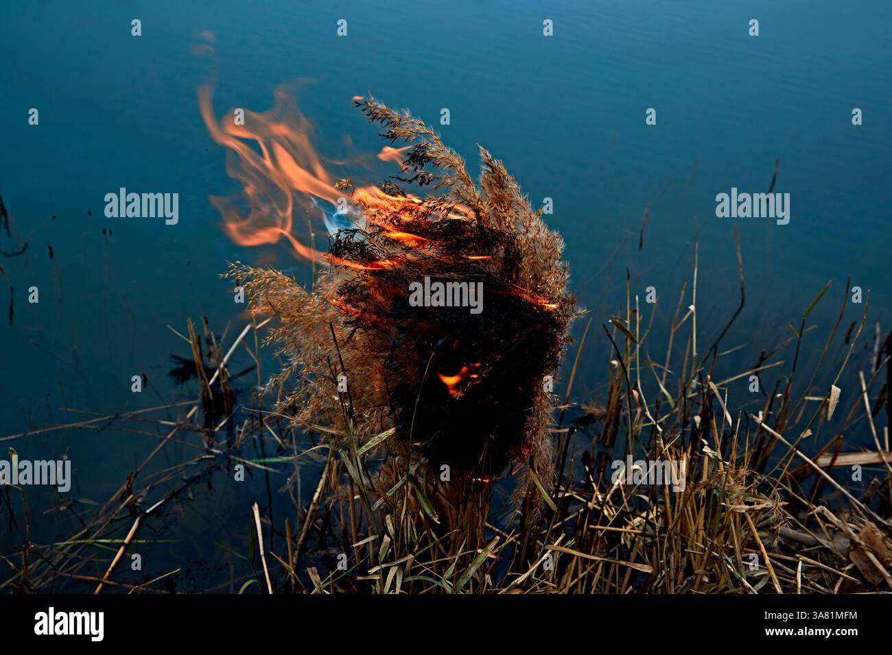 Brûler de l'herbe sèche par l'eau Banque D'Images