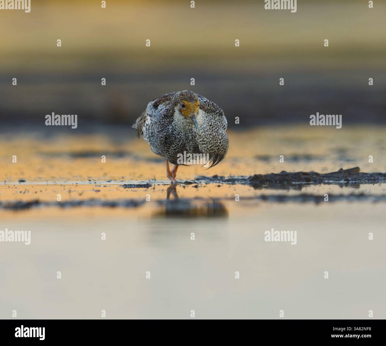 Ruff (Calidris pugnax) mâle se nourrissant dans les zones humides à l'aube en été. Banque D'Images