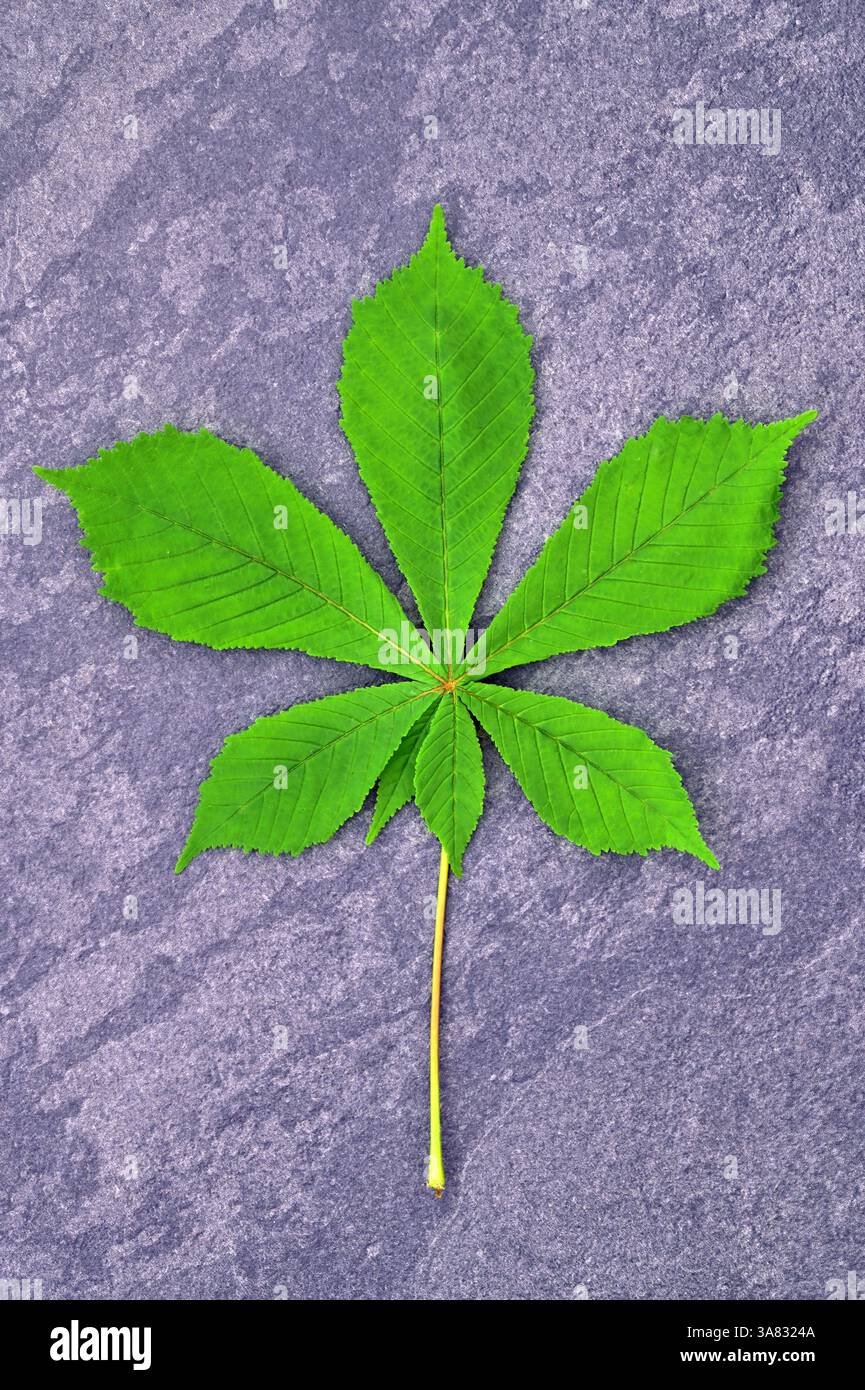 Une seule feuille de printemps verte fraîche de châtaignier cheval couchée sur ardoise grise Banque D'Images