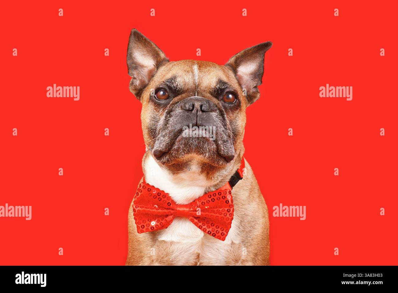Chien bouledogue français élégant portant un noeud papillon sur fond rouge Banque D'Images