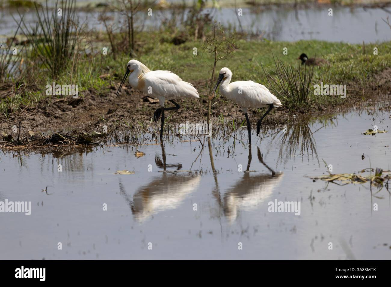Couple d'Openbill Stork asiatique Banque D'Images