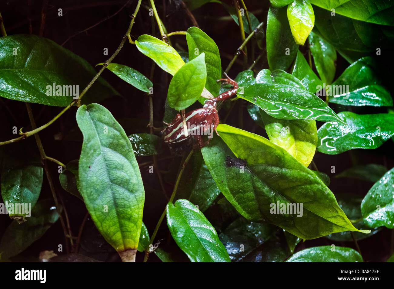 La grenouille poison fantomateuse (Epipedobates tricolor) ou grenouille poison-flèche fantomateuse, espèce de grenouille poison de la famille des Dendrobatidae, endémique t Banque D'Images