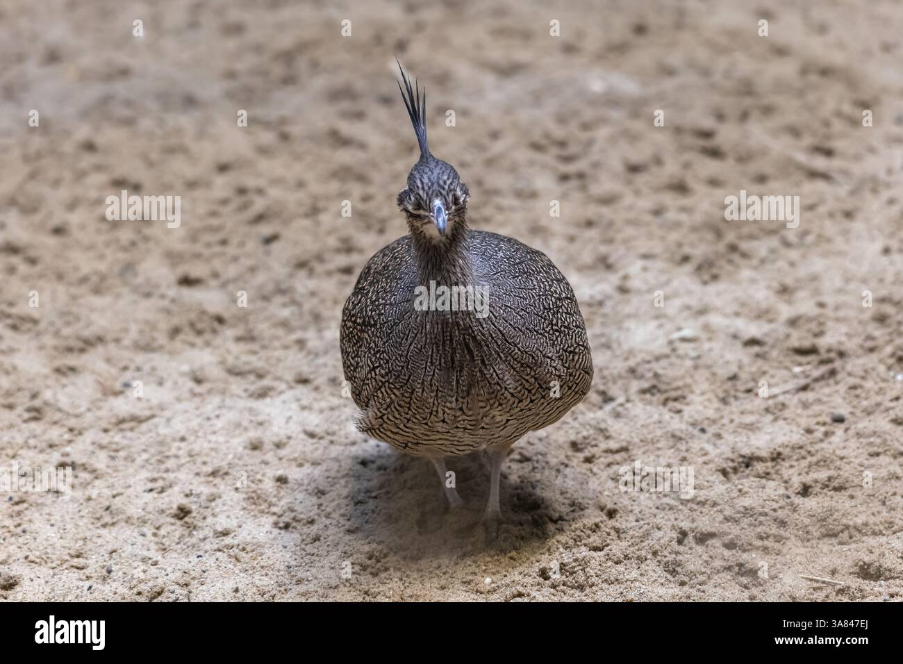 L'élégant tinamou à crête (Eudromia elegans) ou martineta tinamou, oiseau de la famille des Tinamidae, originaire du sud du Chili et de l'Argentine. Banque D'Images