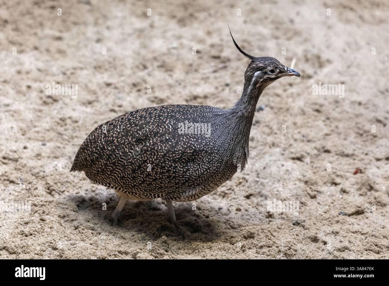 L'élégant tinamou à crête (Eudromia elegans) ou martineta tinamou, oiseau de la famille des Tinamidae, originaire du sud du Chili et de l'Argentine. Banque D'Images