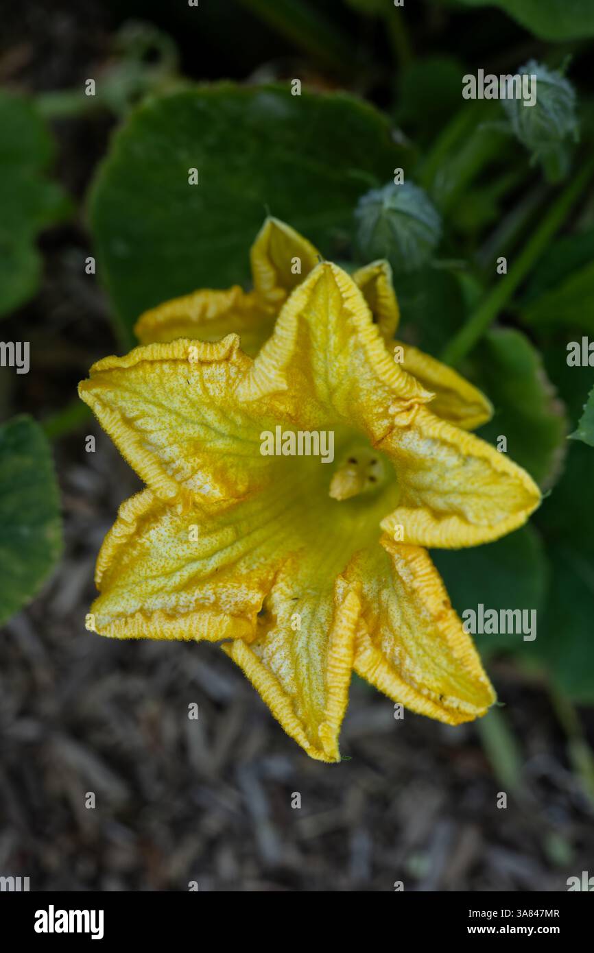 Cucurbita moschata Musquee de Provence fleur jaune de citrouille, plante de la famille des Cucurbitaceae. Banque D'Images