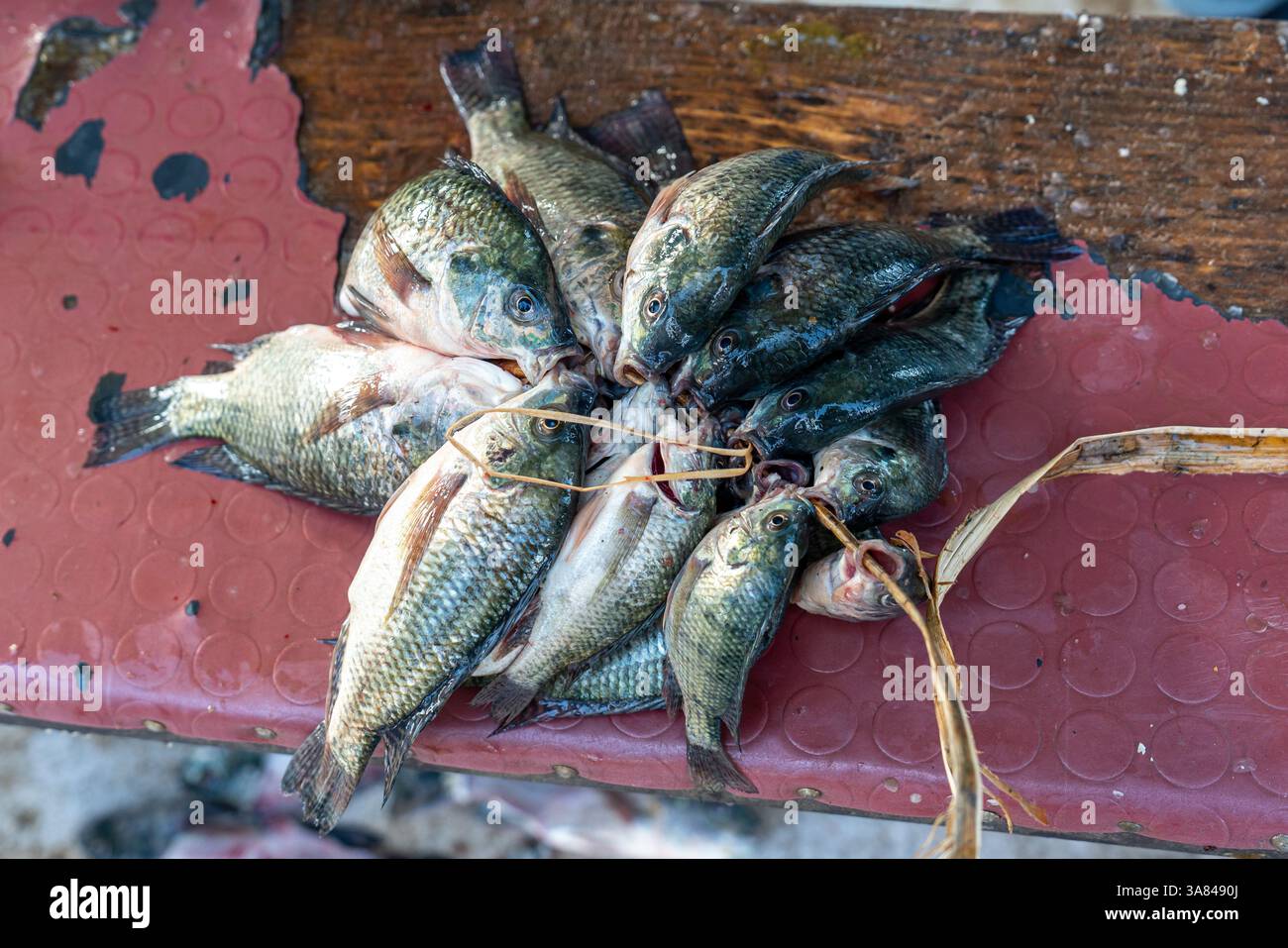 Ethiopie, poisson tilapia fraîchement pêché au marché aux poissons du lac Awassa Banque D'Images