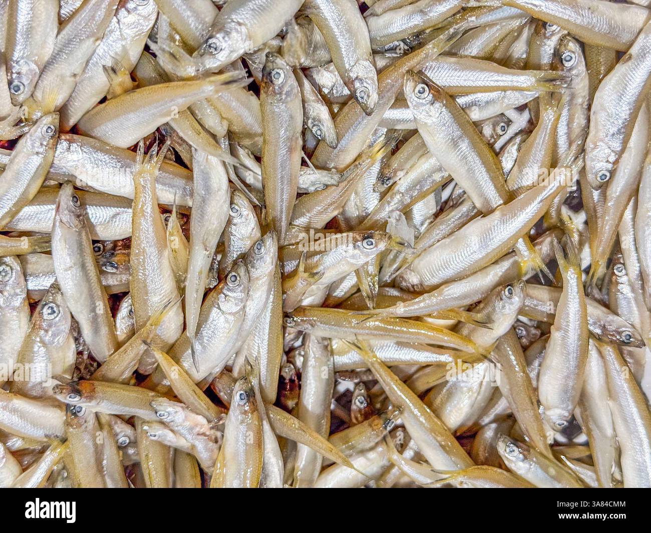 Petit poisson argenté en vente sur un marché de fruits de mer dans le Queensland, Australie Banque D'Images