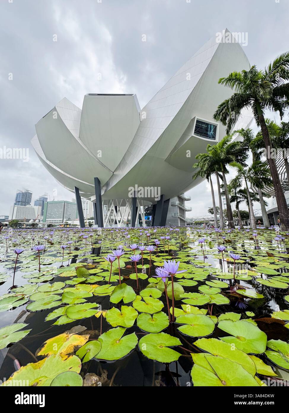 ArtScience Museum bâtiment avec grand étang entourant le bâtiment. Lumière du jour, nénuphars en fleurs flottant dans l'étang. Angle bas. Singapour Banque D'Images
