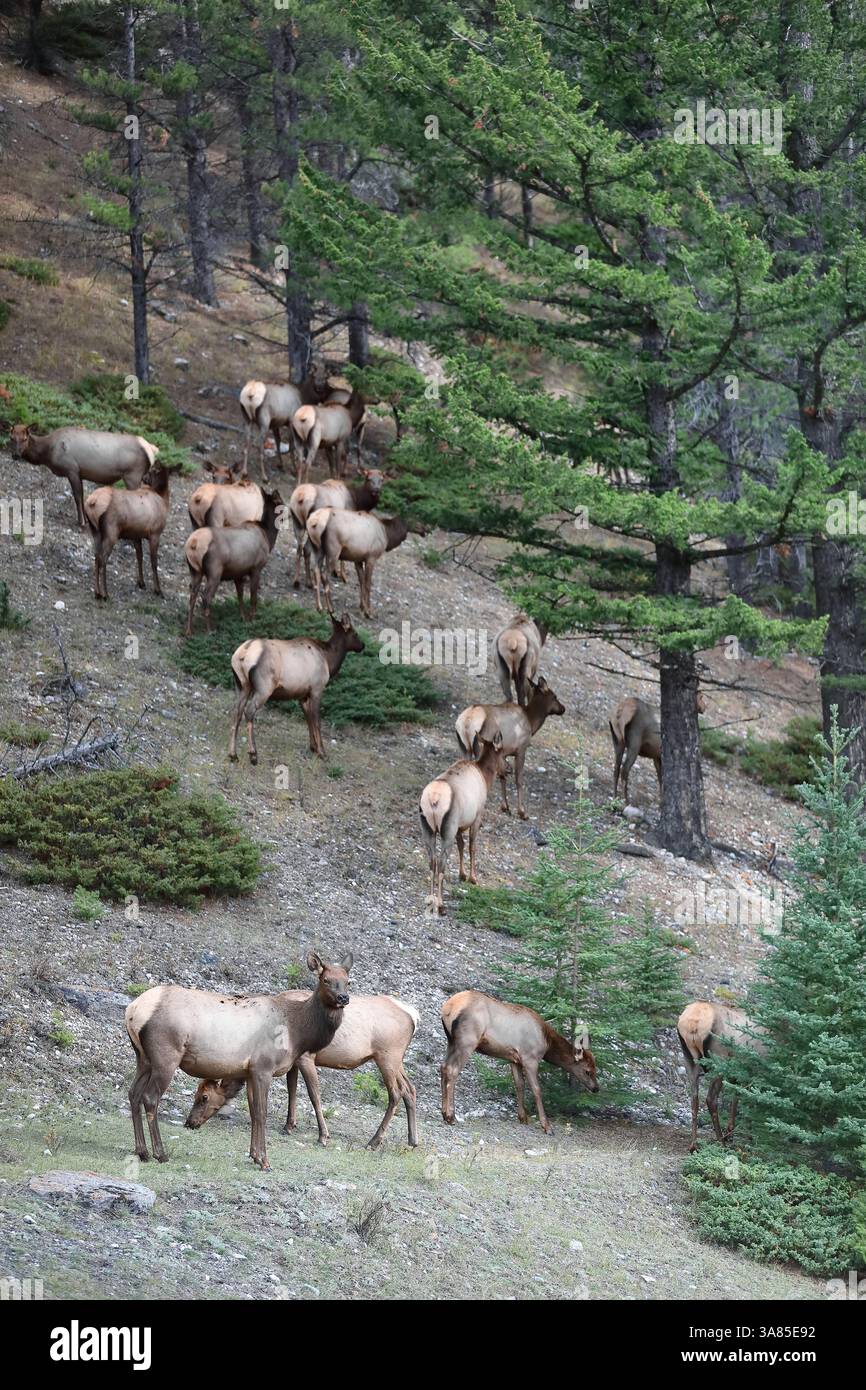 078 troupeau de wapiti ou wapiti femelles -Cervus canadensis- errant sur les pentes du mont Norquay dans l'après-midi, à la périphérie nord de la ville. Banff-Alberta-Canada Banque D'Images