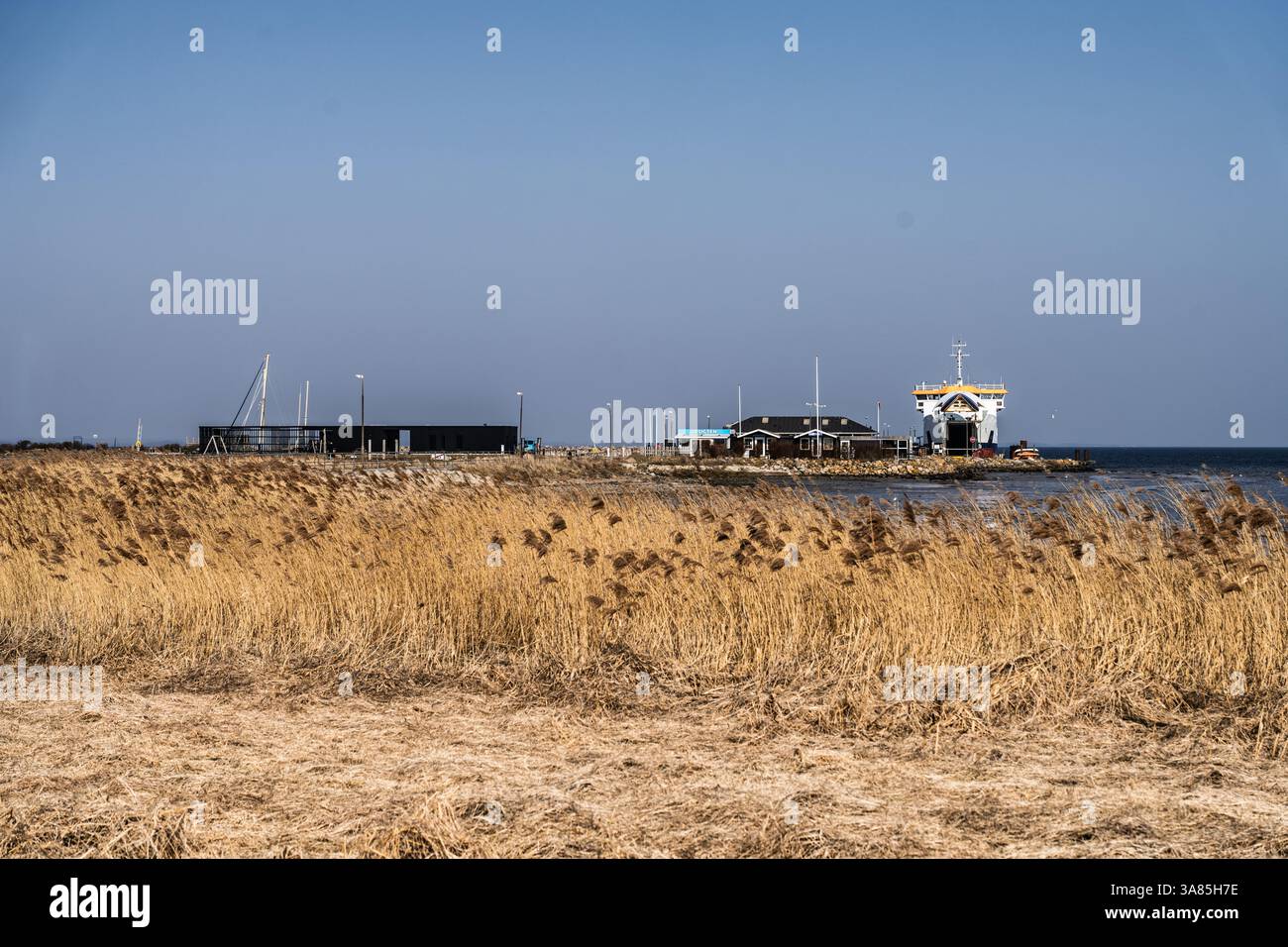 Roseaux dorés au premier plan et un terminal de ferry sur le littoral sous ciel dégagé, illustrant un cadre maritime paisible. Banque D'Images